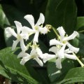 Trachelospermum jasminoides - Jasmin étoilé - exotique vigueur moyenne